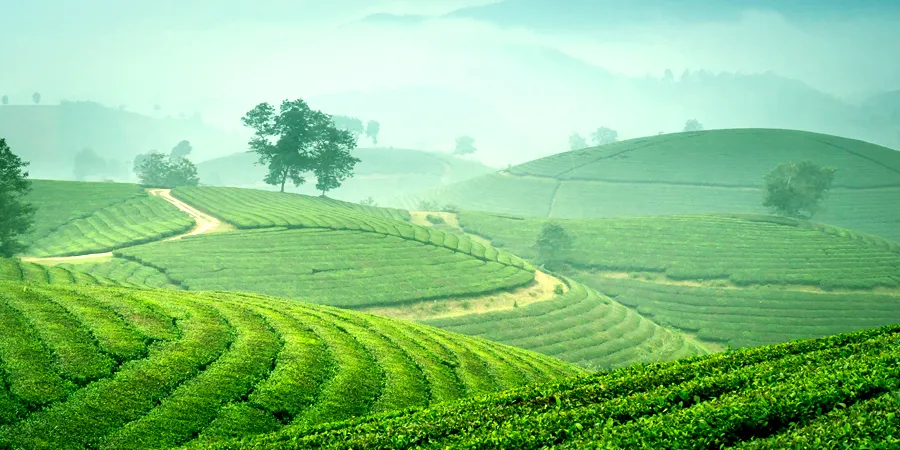 2N/3D Munnar Tour Package, 1699354848_574320-2n-3d-munnar-tour-package-slider-image.webp