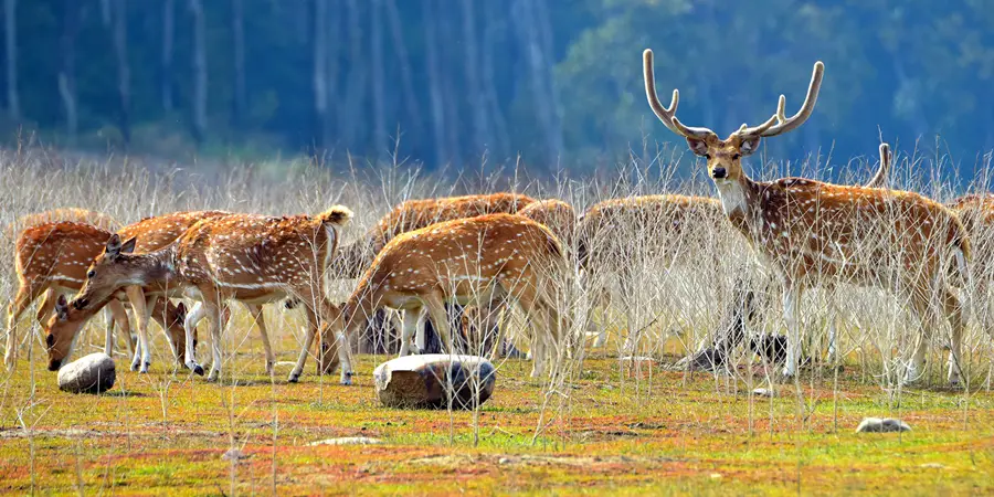2 Nights 3 Days Package in Jim Corbett, 1706091116_247-2nights-3days-package-in-jim-corbett-package-slider-image..webp