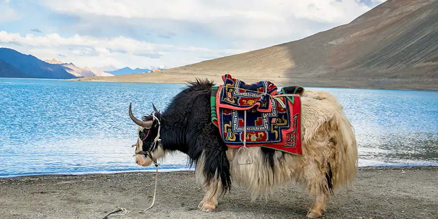 Group Trip to Ladakh Tour Package, 1752495409_205142-ladakh-image.webp