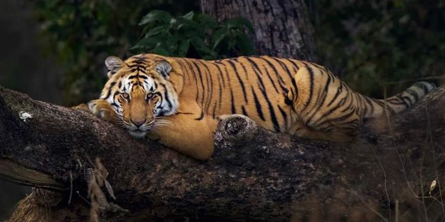 Jim Corbett MICE Group Tour Package (50-150 pax), 1754912969_976755-Corbett-Img.webp