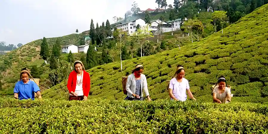 Darjeeling Group Tour with Classmates (50–150 Pax), 1755003015_142534-darjeeling-group-img.webp