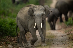 Jim Corbett Student Group Tour Package