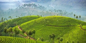 Munnar Kodaikanal Ooty Coimbatore Hill Station Tour – 7N/8D