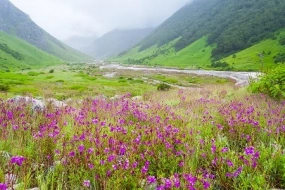 Valley of Flowers & Hemkund Sahib Tour 